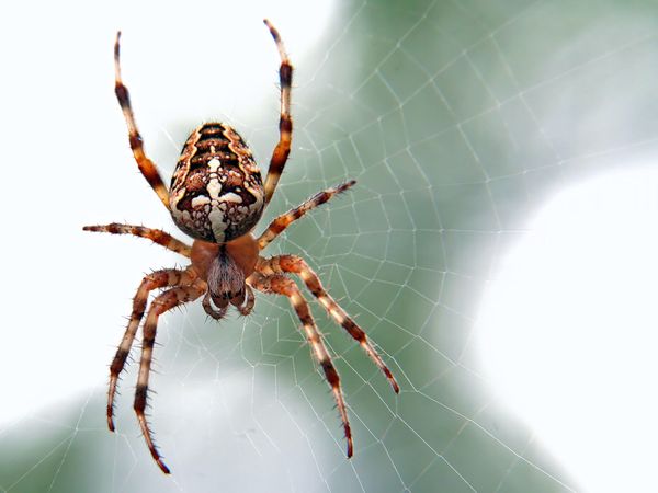 Vilken Är Största Spindeln I Sverige