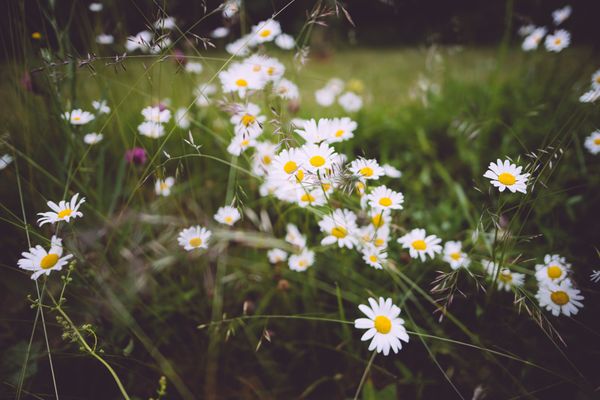 Alla Vårblommor Sverige