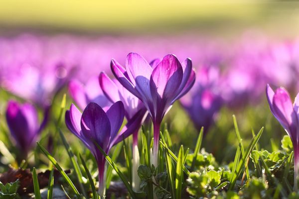 Vårblommor Ute