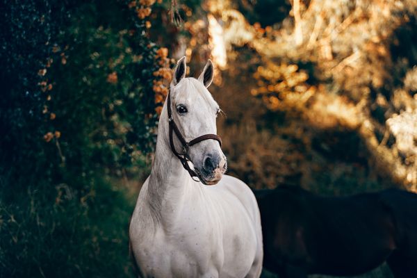 Hur Länge Lever En Häst