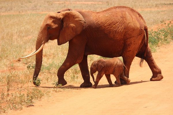 Hur Länge Är Elefanter Dräktiga