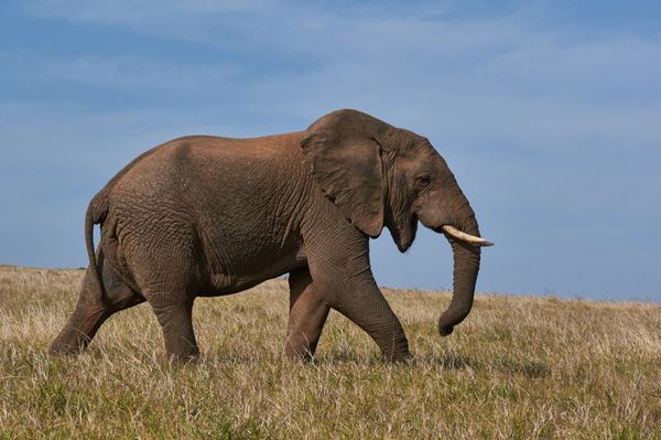 Hur Länge Är En Elefant Gravid